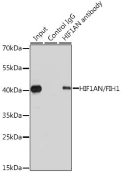 Invitrogen HIF1AN Polyclonal Antibody 100 &mu;L; Unconjugated:Antibodies,