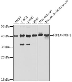 Invitrogen HIF1AN Polyclonal Antibody 100 &mu;L; Unconjugated:Antibodies,