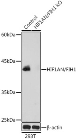 Invitrogen HIF1AN Polyclonal Antibody 100 &mu;L; Unconjugated:Antibodies,