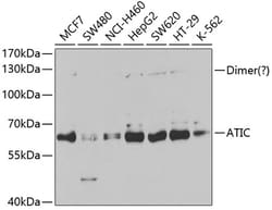Invitrogen ATIC Polyclonal Antibody 100 &mu;L; Unconjugated:Antibodies,