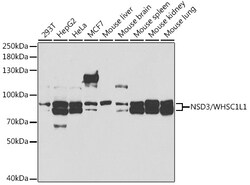 Invitrogen NSD3 Polyclonal Antibody 100 &mu;L; Unconjugated:Antibodies,
