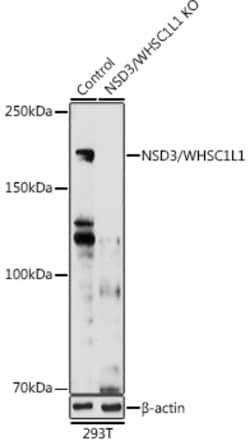Invitrogen NSD3 Polyclonal Antibody 100 &mu;L; Unconjugated:Antibodies,
