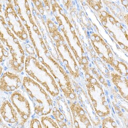 Invitrogen RMDN3 Polyclonal Antibody 100 &mu;L; Unconjugated:Antibodies,