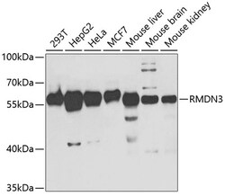 Invitrogen RMDN3 Polyclonal Antibody 100 &mu;L; Unconjugated:Antibodies,