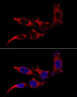 Invitrogen FIS1 Polyclonal Antibody 100 &mu;L; Unconjugated:Antibodies,