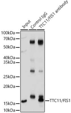 Invitrogen FIS1 Polyclonal Antibody 100 &mu;L; Unconjugated:Antibodies,