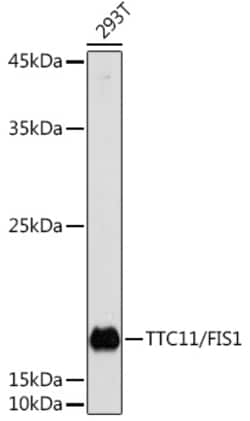 Invitrogen FIS1 Polyclonal Antibody 100 &mu;L; Unconjugated:Antibodies,