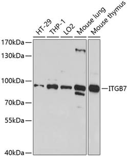 Invitrogen Integrin beta 7 Polyclonal Antibody 100 &mu;L | Buy Online | Invitrogen&trade; | Fisher Scientific