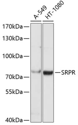 Invitrogen SRPR Polyclonal Antibody 100 &mu;L; Unconjugated:Antibodies,