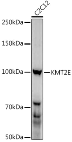 Invitrogen KMT2E Polyclonal Antibody 100 &mu;L; Unconjugated:Antibodies,