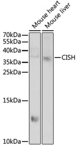 Invitrogen CIS Polyclonal Antibody 100 &mu;L; Unconjugated:Antibodies,