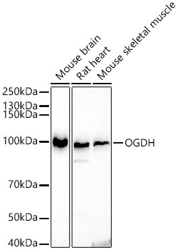 Invitrogen OGDH Polyclonal Antibody 100 &mu;L; Unconjugated:Antibodies,