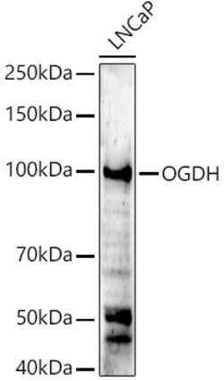 Invitrogen OGDH Polyclonal Antibody 100 &mu;L; Unconjugated:Antibodies,