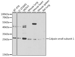 Calpain S1 Polyclonal Antibody:Antibodies, Polyclonal
