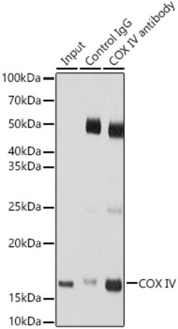 COX4 Polyclonal Antibody:Antibodies, Polyclonal