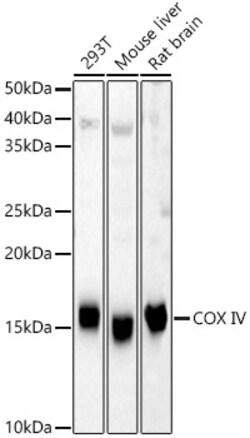 COX4 Polyclonal Antibody:Antibodies, Polyclonal