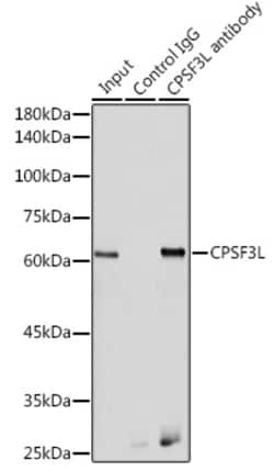 Invitrogen CPSF3L Polyclonal Antibody 100 &mu;L | Buy Online | Invitrogen&trade; | Fisher Scientific