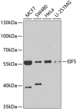 Invitrogen eIF5 Polyclonal Antibody 100 &mu;L; Unconjugated:Antibodies,
