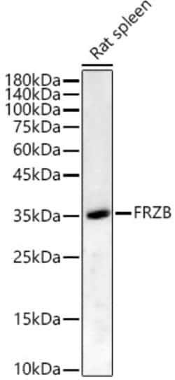Invitrogen FRZB Polyclonal Antibody 100 &mu;L; Unconjugated:Anticorps,
