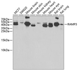 Invitrogen RAMP3 Polyclonal Antibody 100 &mu;L; Unconjugated:Antibodies,