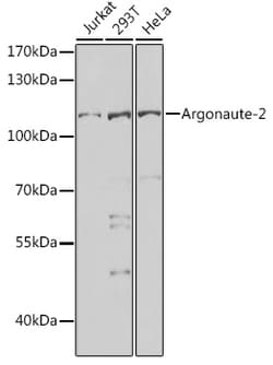 Invitrogen AGO2 Polyclonal Antibody 100 &mu;L; Unconjugated:Antibodies,