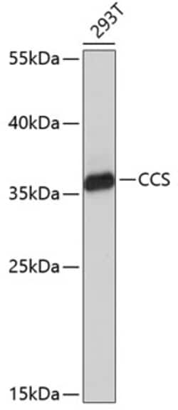 Invitrogen CCS Polyclonal Antibody 100 &mu;L; Unconjugated:Antibodies,