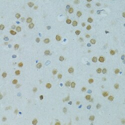 Invitrogen MUS81 Polyclonal Antibody 100 &mu;L; Unconjugated:Antibodies,