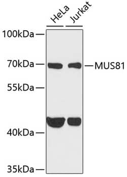 Invitrogen MUS81 Polyclonal Antibody 100 &mu;L; Unconjugated:Antibodies,