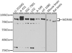 Invitrogen WDR48 Polyclonal Antibody 100 &mu;L; Unconjugated:Antibodies,