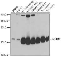Invitrogen NUDT2 Polyclonal Antibody 100 &mu;L; Unconjugated:Antibodies,