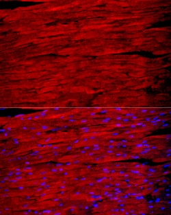 Invitrogen Myosin heavy chain 1 Polyclonal Antibody 100 &mu;L; Unconjugated:Antibodies,