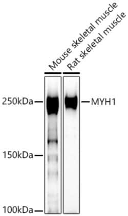 Invitrogen Myosin heavy chain 1 Polyclonal Antibody 100 &mu;L; Unconjugated:Antibodies,