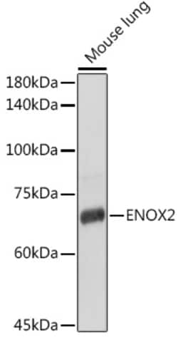 Invitrogen ENOX2 Polyclonal Antibody 100 &mu;L; Unconjugated:Antibodies,