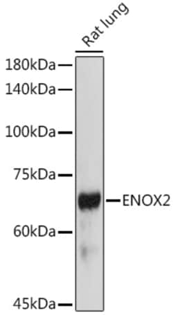 Invitrogen ENOX2 Polyclonal Antibody 100 &mu;L; Unconjugated:Antibodies,