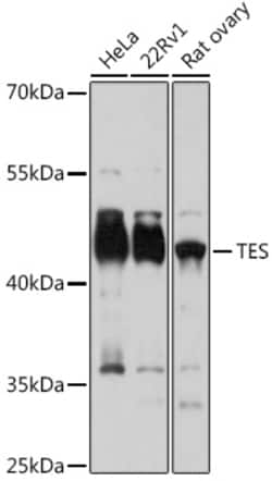 Invitrogen TES Polyclonal Antibody 100 &mu;L; Unconjugated:Antibodies,