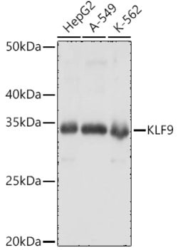 Invitrogen KLF9 Polyclonal Antibody 100 μL; Unconjugated:Antibodies,