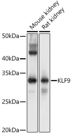 Invitrogen KLF9 Polyclonal Antibody 100 μL; Unconjugated:Antibodies,