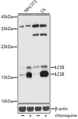 Invitrogen LC3B Polyclonal Antibody 100 μL; Unconjugated:Antibodies,