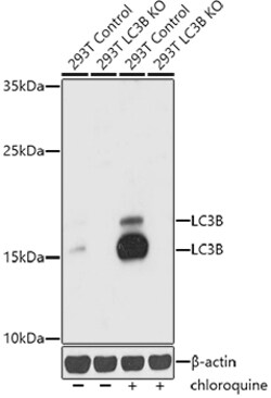 Invitrogen LC3B Polyclonal Antibody 100 μL; Unconjugated:Antibodies,