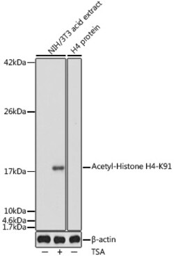Invitrogen H4K91ac Polyclonal Antibody 100 &mu;L; Unconjugated:Antibodies,