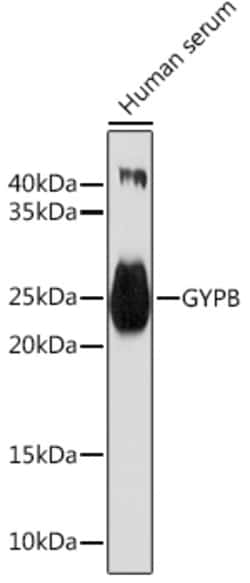 Invitrogen GYPB Polyclonal Antibody 100 &mu;L; Unconjugated:Antibodies,