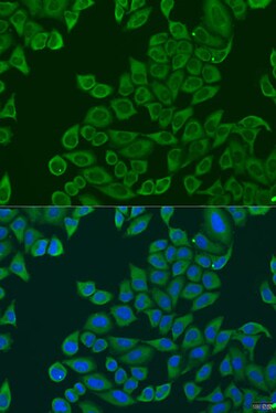 Invitrogen RPL36 Polyclonal Antibody 100 &mu;L; Unconjugated:Antibodies,