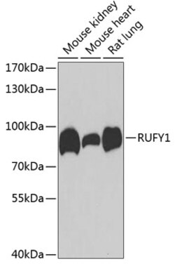 Invitrogen RUFY1 Polyclonal Antibody 100 &mu;L; Unconjugated:Antibodies,
