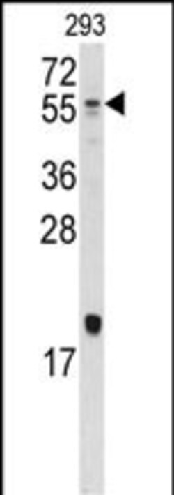 Invitrogen BMP-10 Polyclonal Antibody 400 &mu;L; Unconjugated:Antibodies,