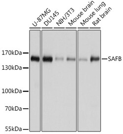 Invitrogen SAFB Polyclonal Antibody 100 &mu;L; Unconjugated:Antibodies,