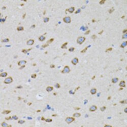 Invitrogen SNAP alpha Polyclonal Antibody 100 &mu;L; Unconjugated:Antibodies,