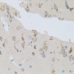 Invitrogen SNAP alpha Polyclonal Antibody 100 &mu;L; Unconjugated:Antibodies,