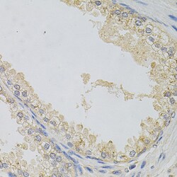 Invitrogen SNAP alpha Polyclonal Antibody 100 &mu;L; Unconjugated:Antibodies,
