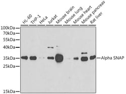 Invitrogen SNAP alpha Polyclonal Antibody 100 &mu;L; Unconjugated:Antibodies,