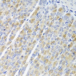 Invitrogen OSGEPL1 Polyclonal Antibody 100 &mu;L; Unconjugated:Antibodies,